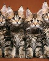 Romeo Maine Coon