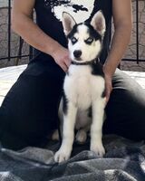 Аренда Хаски