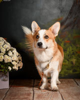 Віллі Гельфанд