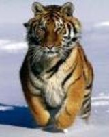 Петр Никонов