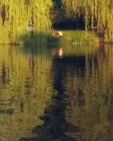 Серёга Соколюк