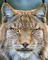 Сергей Гоцкий