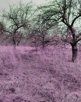 Yarik Cherednichenko