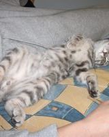 Артем Бондарь