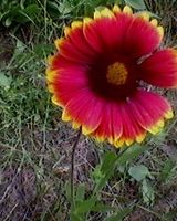 Ирина Шевель