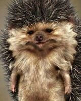 Павел Сергиенко