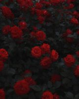 Tatyana огийчук