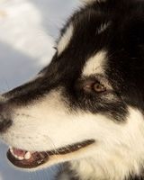 Аліна Мартинюк