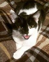 Bastet Channel