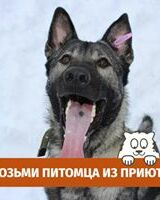 Мандрагора Январская