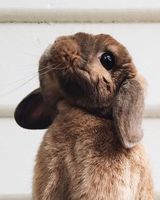 Інна Ал-Заідін