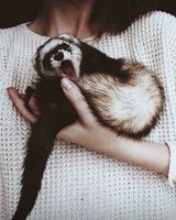 Аня Вєдєніна