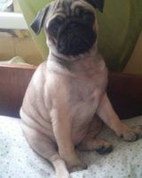 ксения шевцова