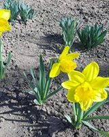 Kristina Branovickaya