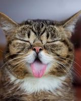 Александра Авдеева