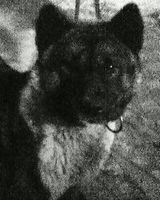 Влад Кошовый