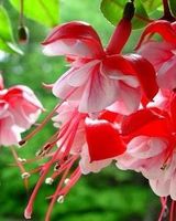 Ирина Шульга