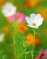 Наталия Гоменюк