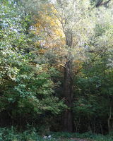 АЛИНА Джура