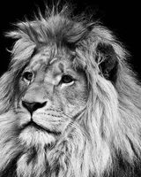 Рома Полинкевич