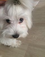 Антон Коломиец