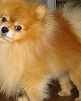 Коралдіна Корал