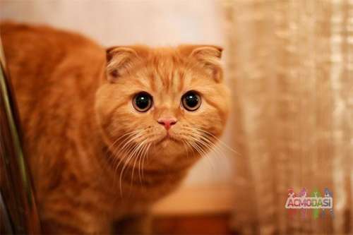 Рыжий кот (реклама)