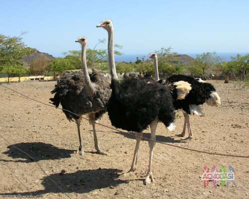 Ищу моделей (парня и девушку) на съемку экскурсии на страусиной ферме