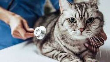 Ищем КОТА! 20 февраля, в четверг с 10 до 13 ТФП съемка для фотобанков &quot;Ветеринар с котом&quot;