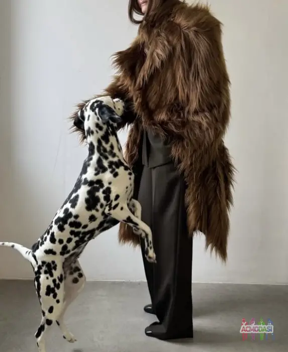 Шукаю собаку Долматинця