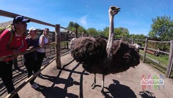 Ищу парня на съемку экскурсии на страусиной ферме 