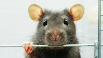 Семьи, у которых в доме/квартире заводятся мыши или тараканы.
