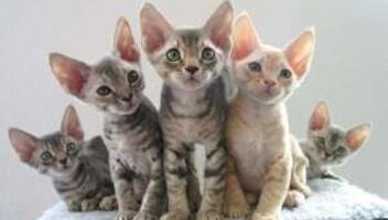 Нужна семья с котенком породы девон-рес