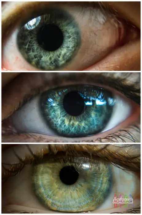 В пошуку моделей з цікавою гетерохромією очей