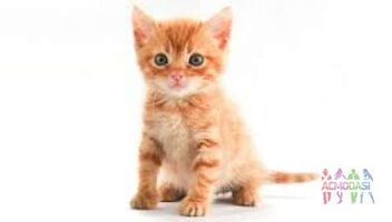 рыжий котенок для рекламы