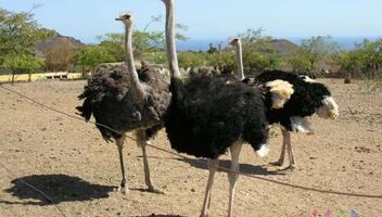 Ищу моделей (парня и девушку) на съемку экскурсии на страусиной ферме