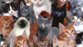 У Вас есть кошка или кот необычной породы? Приглашаем на съемки!