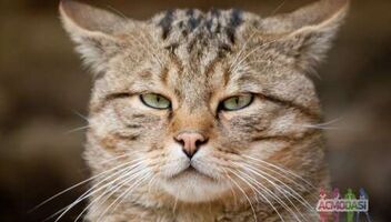 Наш ютуб канал, в рамках отрудничества с журналом "Cosmopolitan" объявляет конкурс на лучшее выражение лица