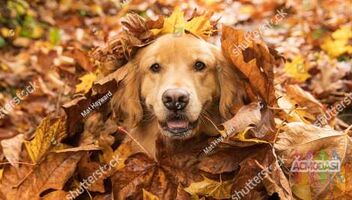 Ищем собаку для съёмок-лабрадор ,золотистый ретривер,хаски,самоед,шиба ину