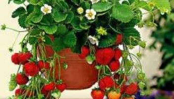 Для съемок нужна женщина, которая выращивает клубнику на балконе