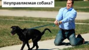 Нужна семъя с собакой для съемки телепередачи