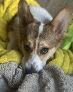 Джордж Ткачук Смуток