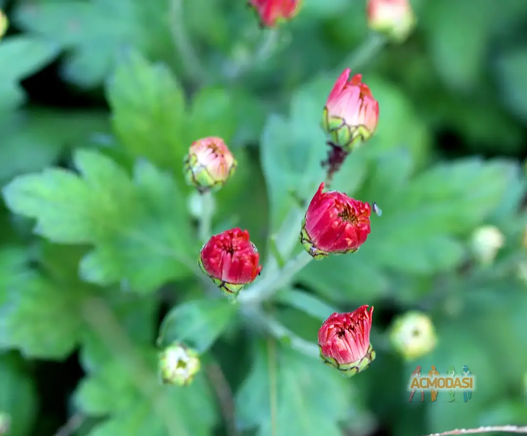 Ігор Іванович Яремченко фото №1753515. Завантажено 27 Лютого 2026