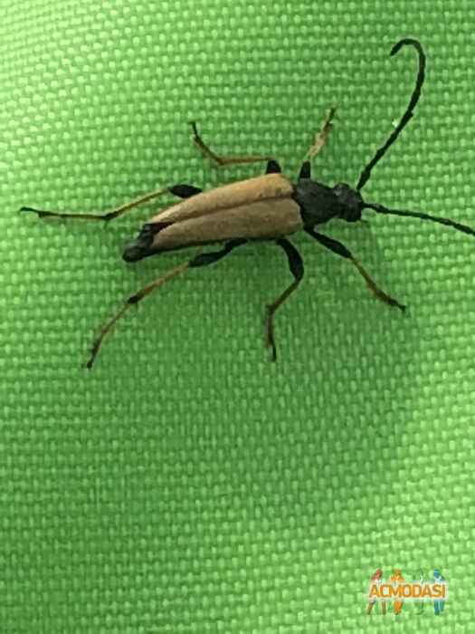 Екатерина Сергевна Королевская фото №1274643. Завантажено 13 Серпня 2018