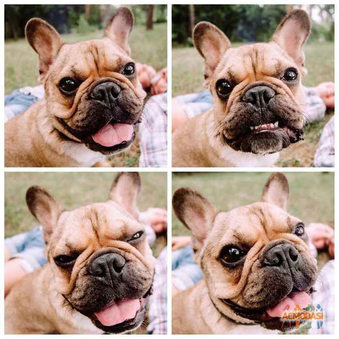 Enar Edgard Wilton Harland фото №1014675. Завантажено 01 Лютого 2017