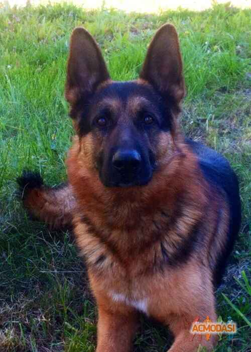 Антон Юрійович Шпиця фото №1085888. Завантажено 01 Серпня 2017