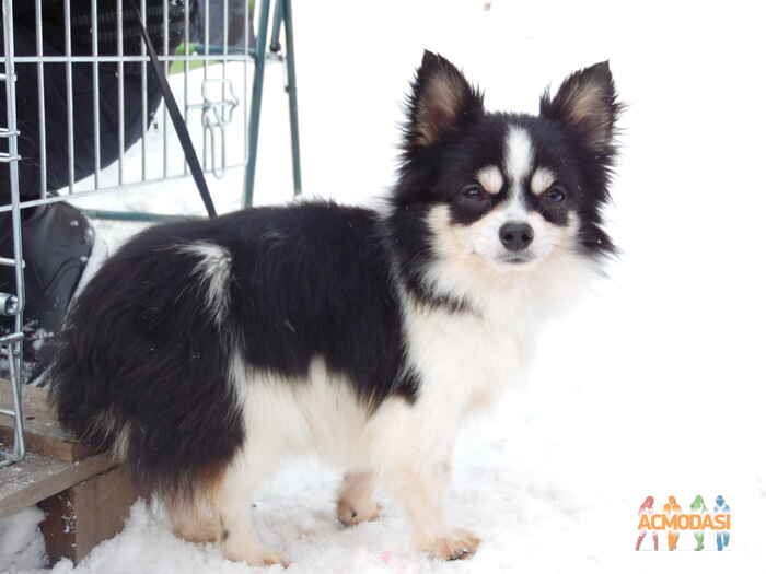 Лилия  Мирейно фото №1010331. Завантажено 22 Січня 2017