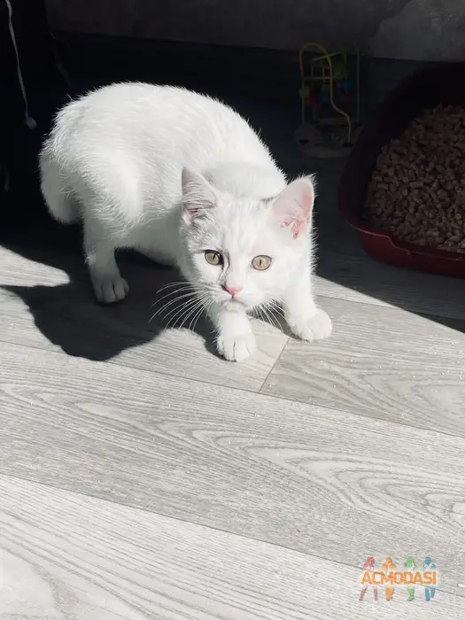 Рокі   фото №1752465. Завантажено 02 Лютого 2026