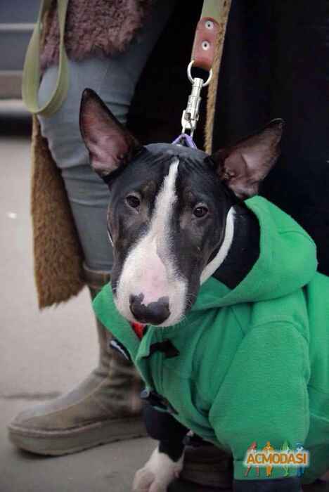 Юлия  Мечникова фото №1026202. Завантажено 27 Лютого 2017