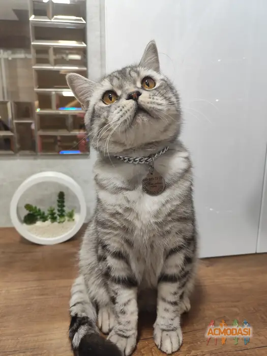 Лео Scottish Straight  фото №1750451. Завантажено 10 Грудня 2025